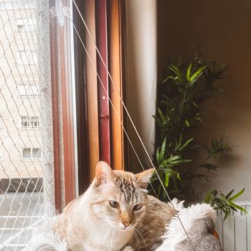 THE CAT SITTING - Vila Nova de Gaia - Pet Sitting