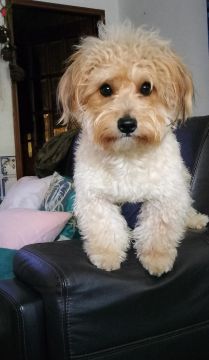 Hotel para Cães