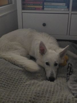 Dog Hotel