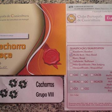 Júlia Matias - Lisboa - Adiestramiento de perros