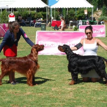 Júlia Matias - Lisboa - Cuidado y peluquería para mascotas