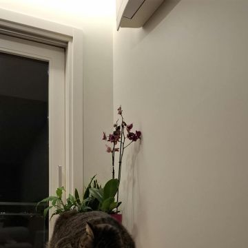 Catarina Lages - Loures - Pet Sitting e Pet Walking