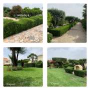 MR Work - Montijo - Tree Stump Grinding and Removal
