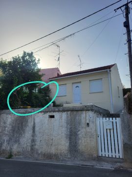 Poda e Manutenção de Árvores