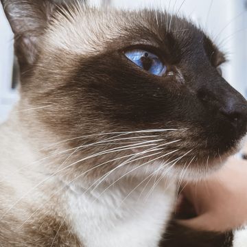 THE CAT SITTING - Vila Nova de Gaia - Pet Sitting