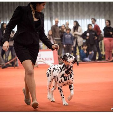 Júlia Matias - Lisboa - Cuidado de mascotas