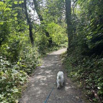 Catarina Lages - Loures - Dog Walking