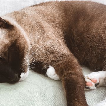 THE CAT SITTING - Vila Nova de Gaia - Pet Sitting and Walking