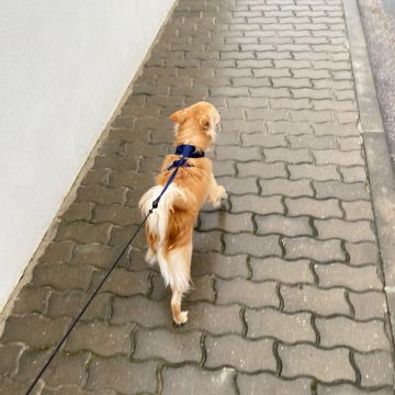 Inês Silva - Ovar - Cat Sitting