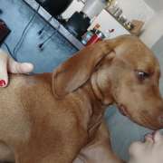 MONIK NEVES PAIVA - Maia - Dog Hotel