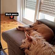 MONIK NEVES PAIVA - Maia - Dog Walking