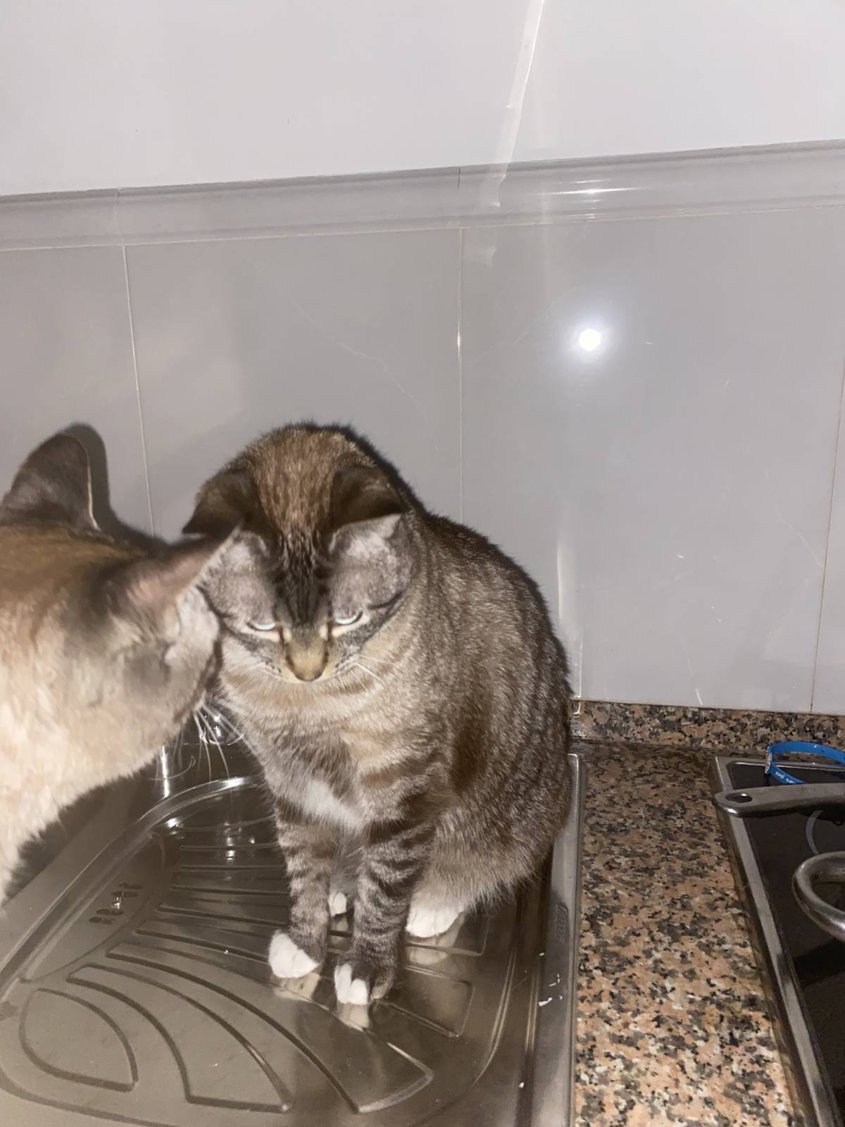 Pet sitter - Cascais - Dog Walking