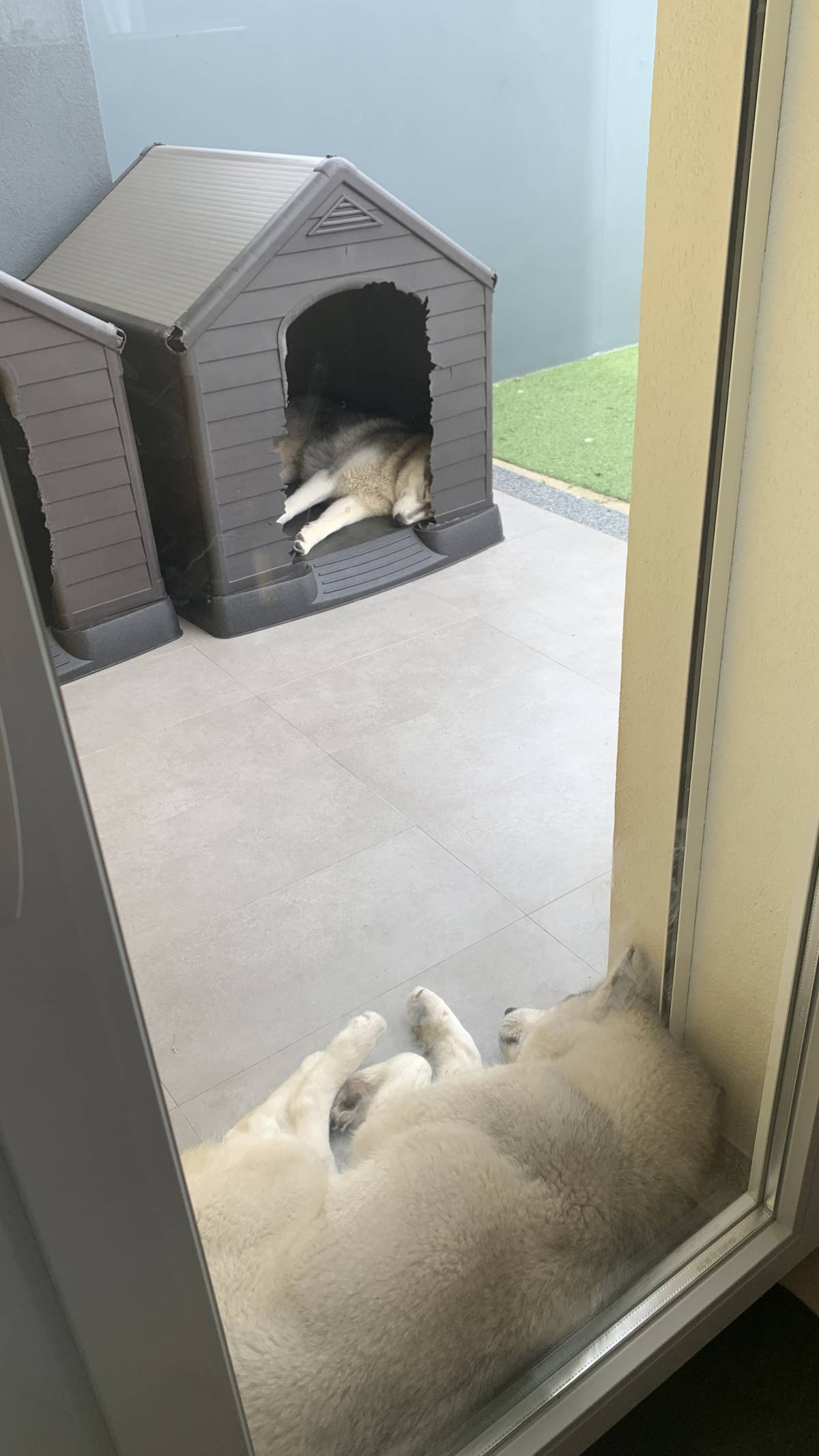 Pet sitter - Cascais - Pet Sitting