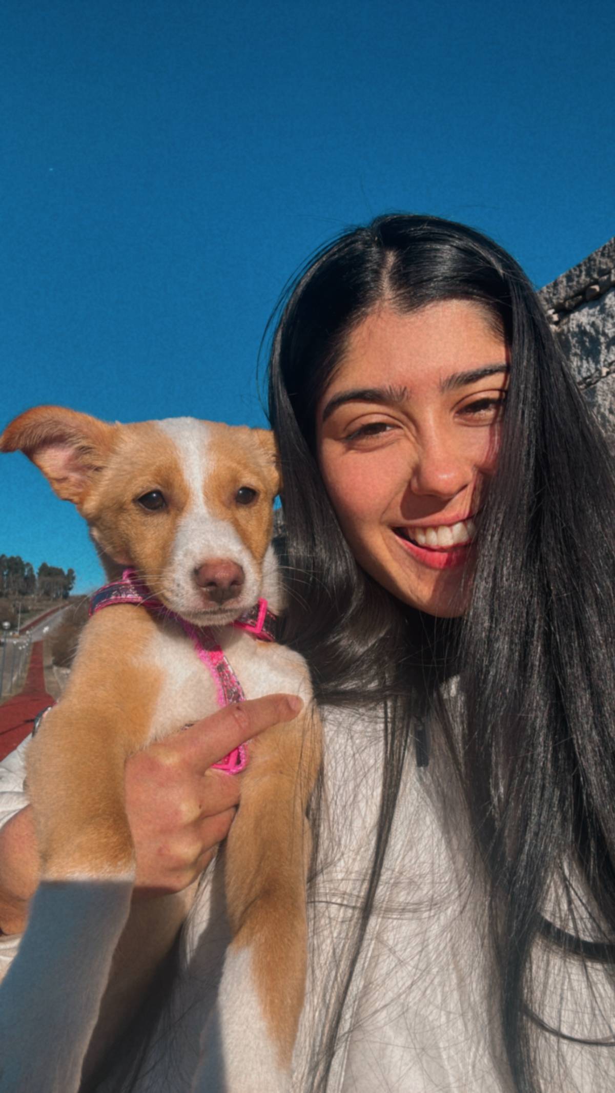 Leticia - Vila Nova de Paiva - Hundepension