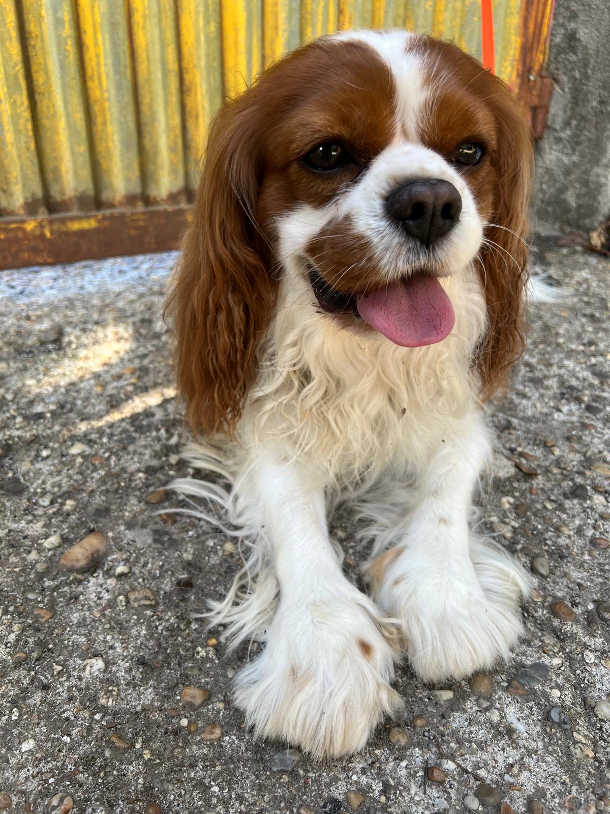 Cão Raiz - Vila Nova de Gaia - Hundepension