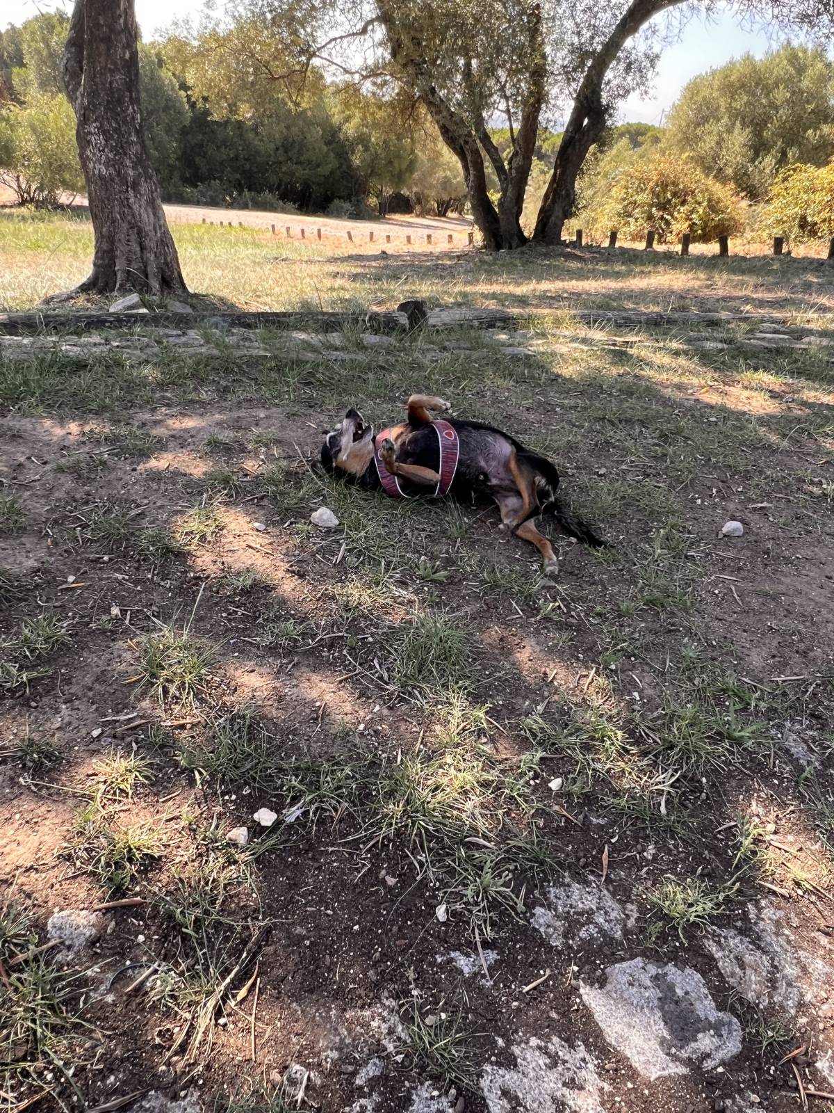 Vera Rodrigues - Lisboa - Cuidar tus mascotas
