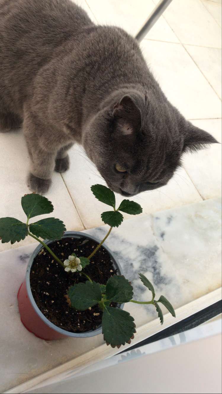 Tatiana - Setúbal - Pet Sitting and Walking