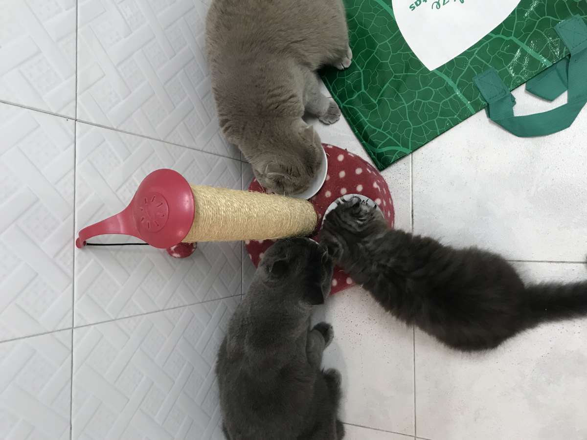 Tatiana - Setúbal - Dog Daycare
