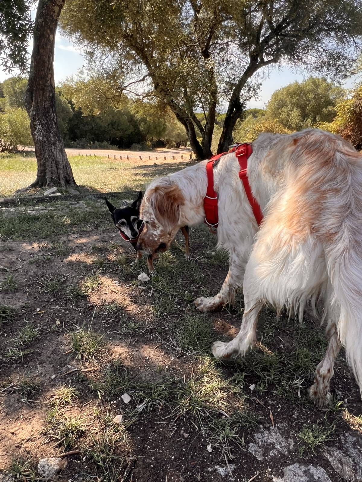 Vera Rodrigues - Lisboa - Cuidados y paseos de mascotas