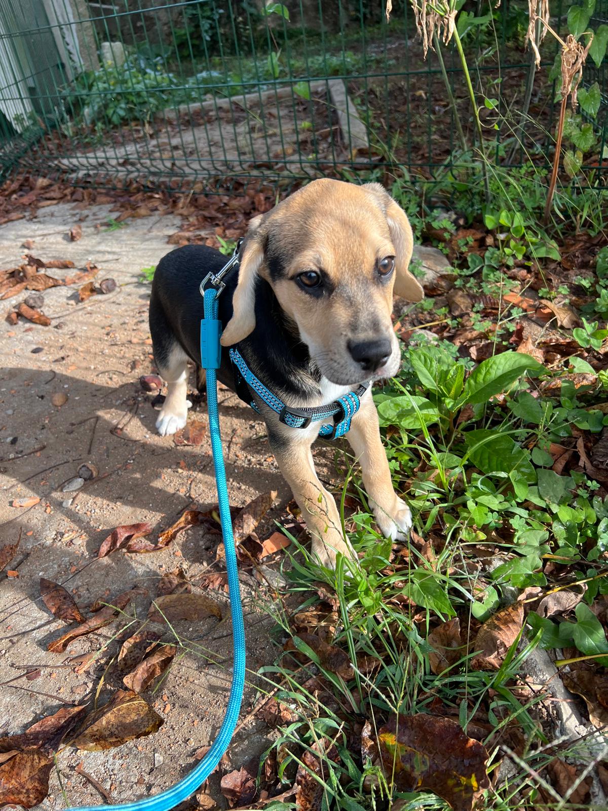 Cão Raiz - Vila Nova de Gaia - Hundetagesstätte (Hundesitter)