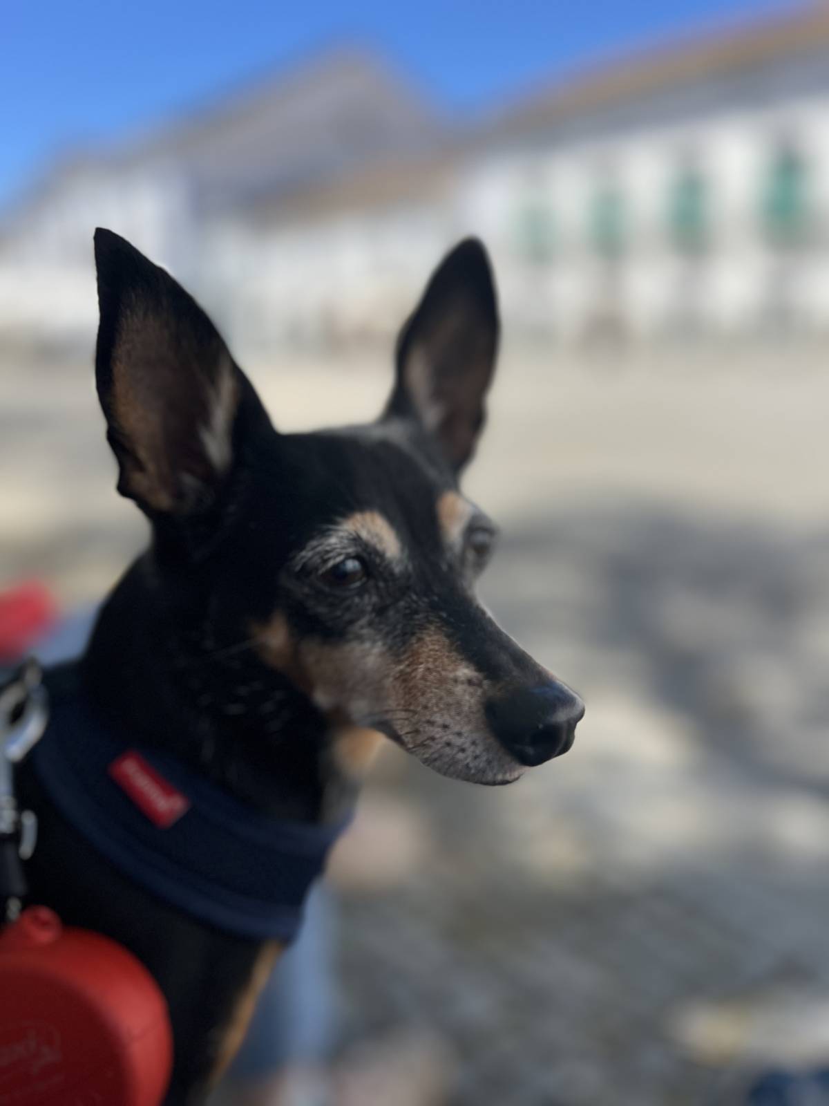 Vera Rodrigues - Lisboa - Paseador de perros