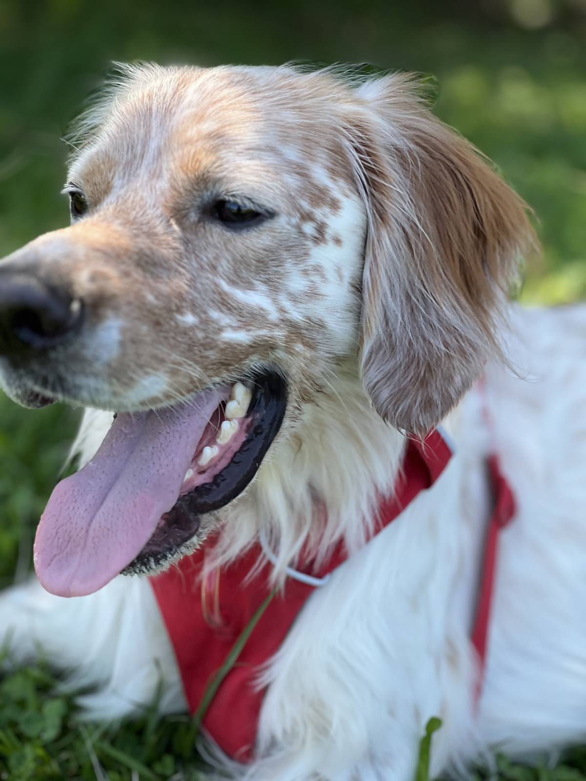 Vera Rodrigues - Lisboa - Cuidar tus perros