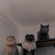 Tatiana - Setúbal - Pet Boarding and Daycare
