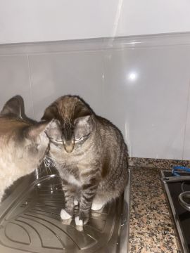 Pet sitter - Cascais - Dog Walking