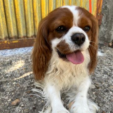 Cão Raiz - Vila Nova de Gaia - Hundepension