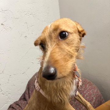 Cão Raiz - Vila Nova de Gaia - Hundesitter