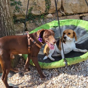Adiestramiento de perros - Joana Paradise Eco Resort - Canelas