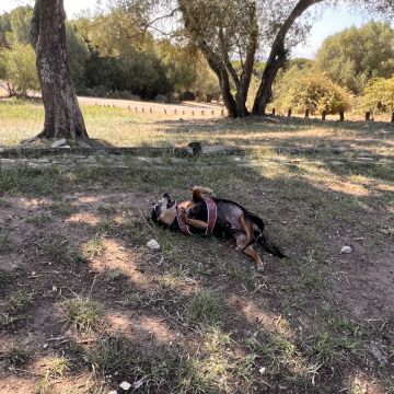 Vera Rodrigues - Lisboa - Cuidar tus mascotas