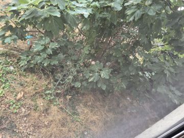 Serviço de Jardinagem