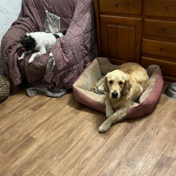 Cão Raiz - Vila Nova de Gaia - Hundeausführung