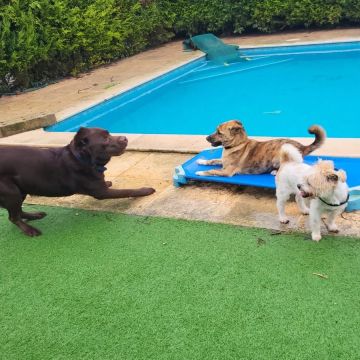 Pet Nanny - Esticar as patas, fazer amigos, apanhar bolas e mergulhar na piscina... - Caldas da Rainha - Treino de Cães - Programa Board and Train