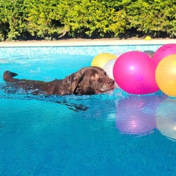Pet Nanny - Esticar as patas, fazer amigos, apanhar bolas e mergulhar na piscina... - Caldas da Rainha - Hotel para Cães