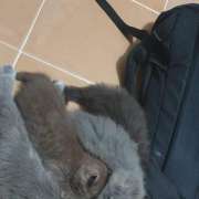 Tatiana - Setúbal - Pet Hotel