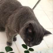 Tatiana - Setúbal - Pet Sitting and Walking