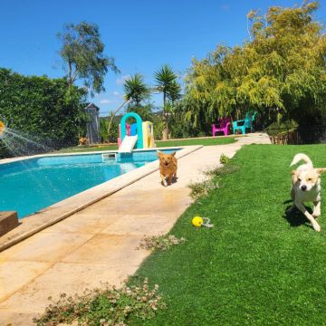 Cuidados y paseos de mascotas - Joana Paradise Eco Resort - Canelas