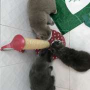 Tatiana - Setúbal - Dog Daycare