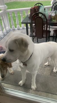 Pet sitter - Cascais - Dog Sitting