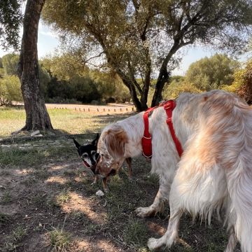 Vera Rodrigues - Lisboa - Cuidados y paseos de mascotas