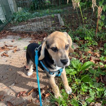 Cão Raiz - Vila Nova de Gaia - Hundetagesstätte (Hundesitter)