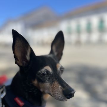 Vera Rodrigues - Lisboa - Paseador de perros
