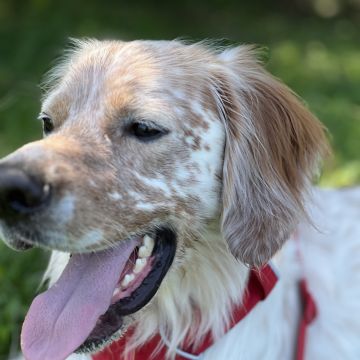 Vera Rodrigues - Lisboa - Cuidar tus perros