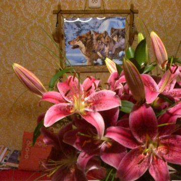 Eva M - Odivelas - Wedding Florist