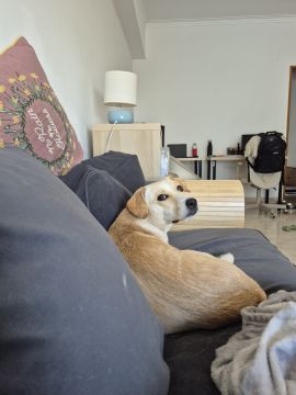 Garderie pour chiens