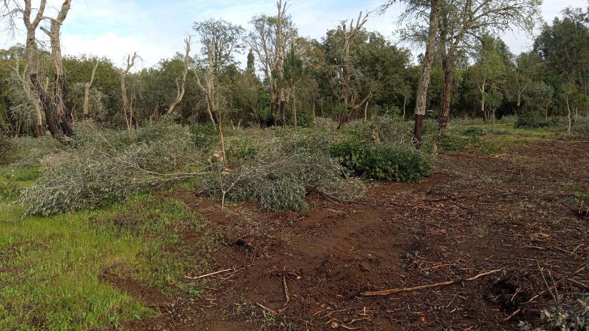 JMSG limpeza de terrenos - Odemira - Rohrleitungen installieren
