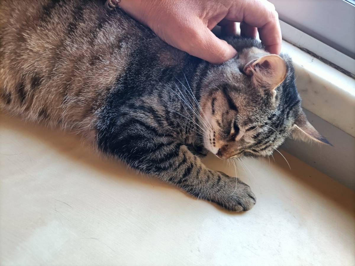 Oneeyepet sitting - Almada - Cat Sitting