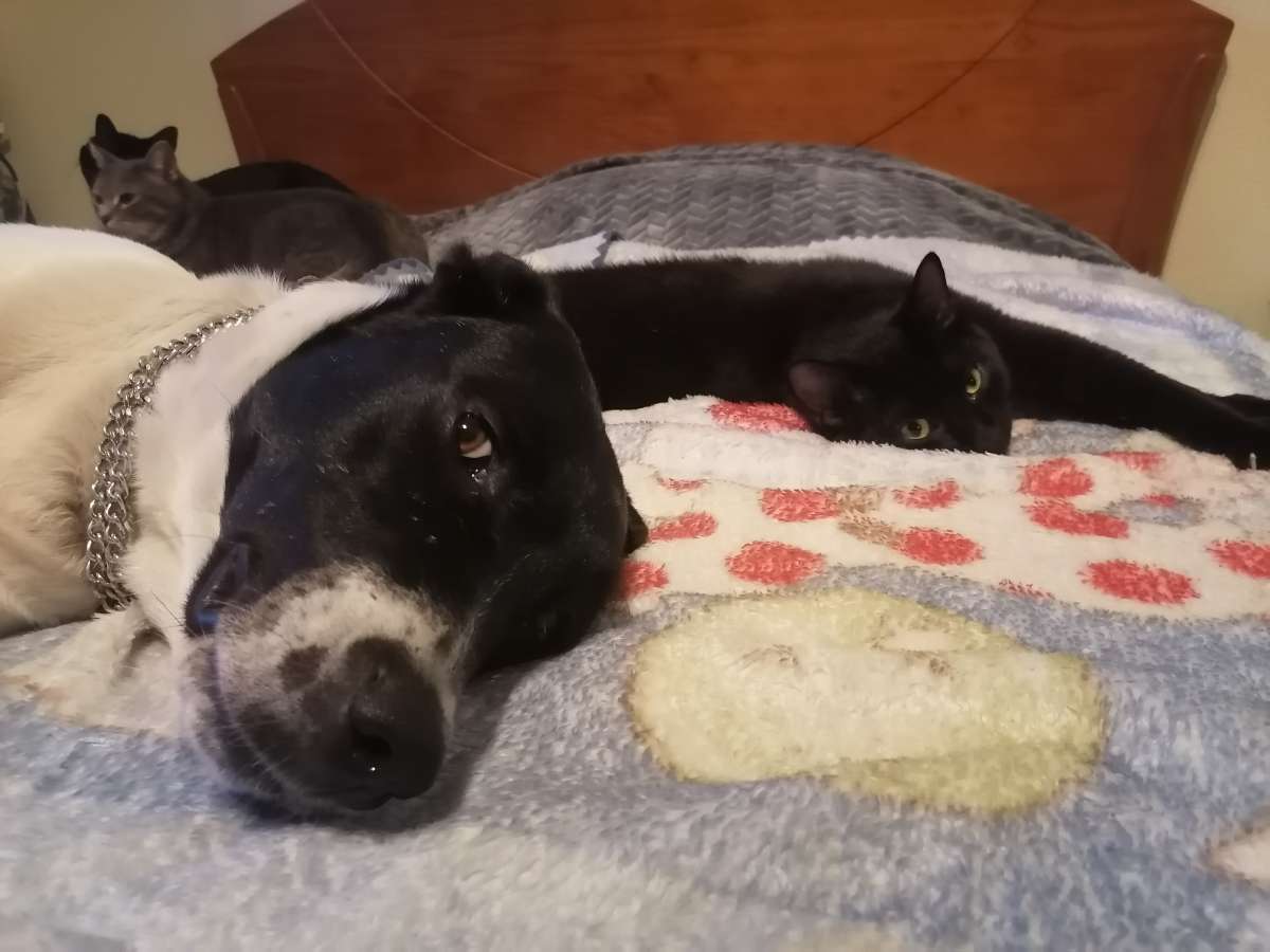 Marta Silva - Vila Nova de Gaia - Dog Hotel